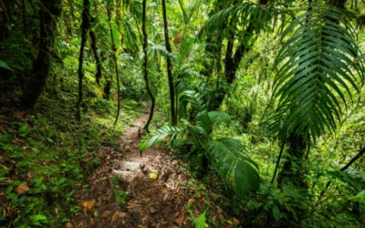 Medio ambiente y desarrollo en Panamá