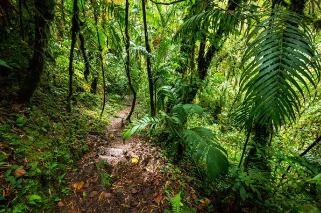Medio ambiente y desarrollo en Panamá